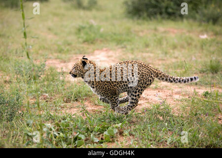 Léopard, Panthera pardus, âgé de 4 mois Cub tournant, Namibie Banque D'Images