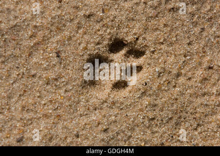 LEOPARD (4 MOIS) CUB Panthera pardus, PAW PRINT, NAMIBIE Banque D'Images