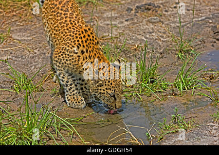 LEOPARD (4 MOIS) CUB Panthera pardus, JEUNE DRIKING DE POND, NAMIBIE Banque D'Images