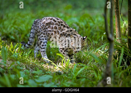 Chat-TIGRE OU ONCILLA leopardus tigrinus Banque D'Images