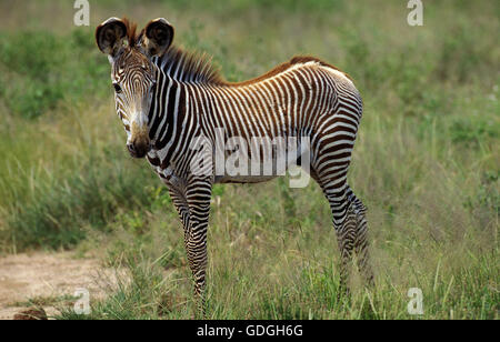 Le zèbre de Grevy, Equus grevyi, poulain au parc de Samburu au Kenya Banque D'Images