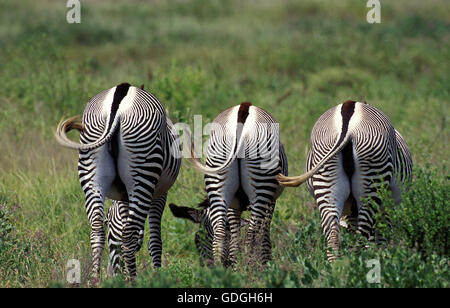 Le zèbre de Grevy, Equus grevyi, groupe mange de l'herbe au parc de Samburu au Kenya Banque D'Images