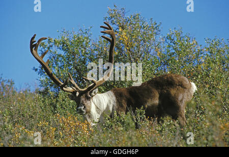 Le caribou de la toundra Rangifer tarandus arcticus, homme portant des bois de velours, Alaska Banque D'Images