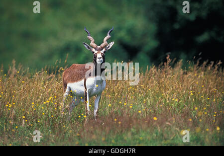 Antilope cervicapra, Antilope Blackbuck, homme dans la longue herbe Banque D'Images