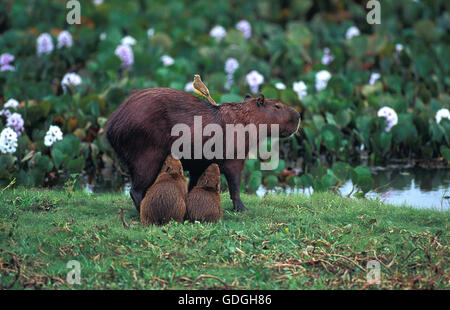 CAPYBARA hydrochoerus hydrochaeris, YOUNGS SUCKLING MÈRE, PANTANAL AU BRÉSIL Banque D'Images