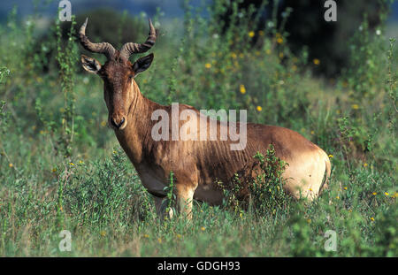 Bubale Alcelaphus buselaphus, parc de Masai Mara au Kenya Banque D'Images