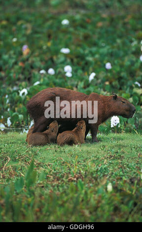 Hydrochoerus hydrochaeris, Capybara, Femme avec Cub suckling, Pantanal au Brésil Banque D'Images