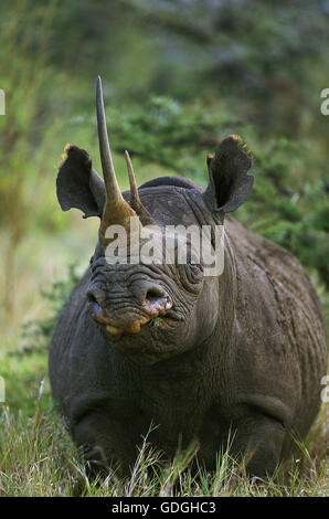 Le rhinocéros noir Diceros bicornis, DES PROFILS AVEC LONG HORN, KENYA Banque D'Images