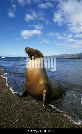 Fourrure Galapagos, Arctocephalus galapagoensis, adulte, sur la plage, Îles Galápagos Banque D'Images