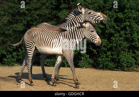 Le zèbre de Grevy, Equus grevyi, Femme avec Poulain Banque D'Images