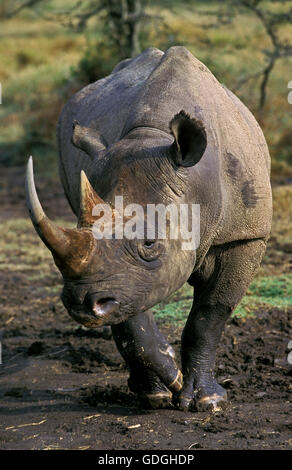 Rhinocéros noir Diceros bicornis, parc de Nakuru, au Kenya Banque D'Images