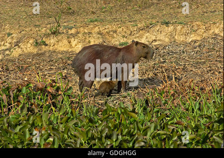 Hydrochoerus hydrochaeris, Capybara, mère et son petit Suckling, Los Lianos au Venezuela Banque D'Images