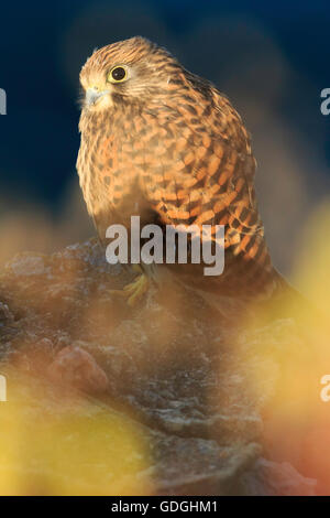 Le faucon crécerelle (Falco tinnunculus). Les juvéniles sur les rochers de la falaise, avec des plantes au premier plan vu au niveau de l'oeil Banque D'Images
