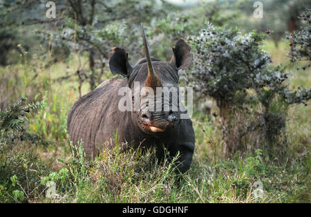Le rhinocéros noir Diceros bicornis, DES PROFILS DE BUSH, KENYA Banque D'Images