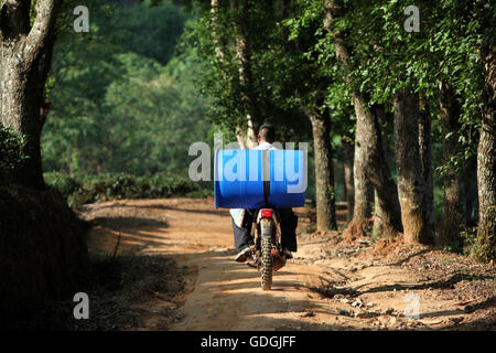 Un travailleur sur les plantations de thé dans le village de Mae Salong, au nord de la ville Chiang Rai dans la province de Chiang Rai dans la n Banque D'Images
