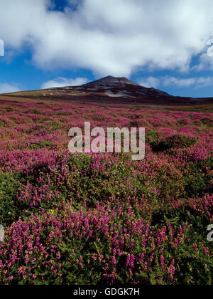 Voir au NNE de bruyère cendrée (Erica cinerea) en fleur en septembre à côté de la voie d'Llithfaen pour le pic central de Yr Eifl sur la péninsule de Lleyn Banque D'Images