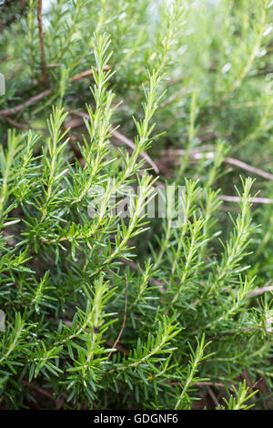 Romarin frais herbe dans le jardin Banque D'Images