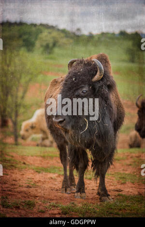 Le bison et le buffle sont grandes, même-toed ongulés dans le genre Bison à l'intérieur de la sous-famille des bovinés. Texture a été ajouté en post. Banque D'Images