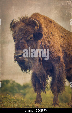 Le bison et le buffle sont grandes, même-toed ongulés dans le genre Bison à l'intérieur de la sous-famille des bovinés. Texture a été ajouté en post. Banque D'Images