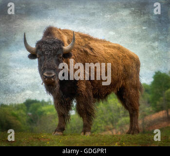 Le bison et le buffle sont grandes, même-toed ongulés dans le genre Bison à l'intérieur de la sous-famille des bovinés. Texture a été ajouté en post. Banque D'Images