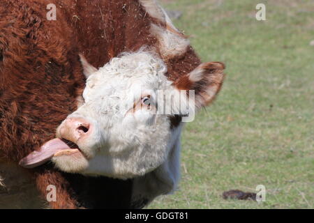 Vache Hereford dans un petit corral clos, langue, lécher elle-même Banque D'Images