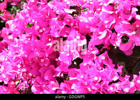 Fleurs de bougainvilliers Banque D'Images