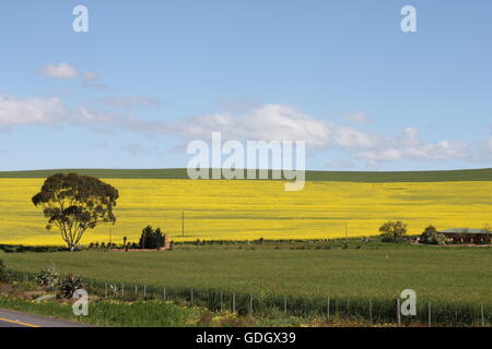 Les champs de canola de l'Afrique du sud de la région d'Overberg Banque D'Images