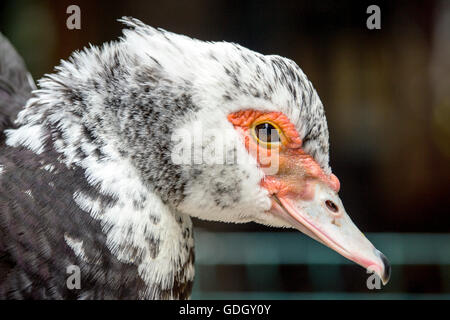 Budva, Monténégro - Portrait d'un canard de Barbarie (Cairina moschata) Banque D'Images