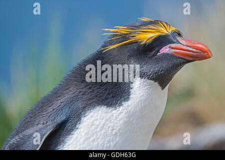 Close-up d'un macaroni penguin (Eudyptes chrysolophus), East Falkland, îles Falkland Banque D'Images