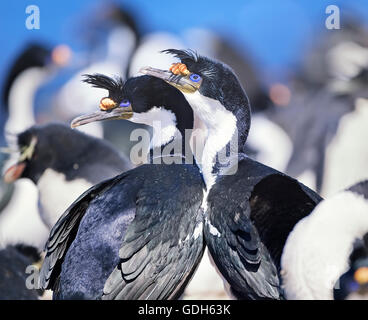 Le roi cormorans (Phalacrocorax atriceps), sea lion island, îles Falkland Banque D'Images