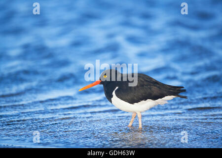 Magellanic oystercatcher (Haematopus leucopodus), îles Falkland, l'atlantique sud Banque D'Images