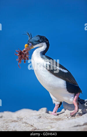 Très grand cormoran (Phalacrocorax atriceps) avec des algues à bec, l'île de sea lion, l'Atlantique Sud, îles Falkland Banque D'Images