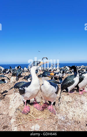 Le roi cormorans (Phalacrocorax atriceps), colony, l'Atlantique Sud, îles Falkland Banque D'Images