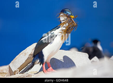 Très grand cormoran (Phalacrocorax atriceps) avec des algues à bec, l'Atlantique Sud, îles Falkland Banque D'Images