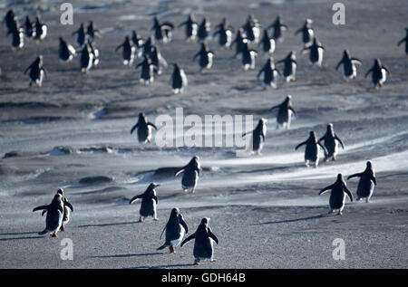 Manchots Papous (Pygoscelis papua) marcher dans une tempête, l'île de Sea Lion, Îles Falkland, l'Atlantique Sud Banque D'Images