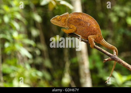 Parson's Caméléon Calumma parsonii cristifer (femelle), Parc Mantadia- Andasibe Analamazaotra, Parc National, est de Madagascar Banque D'Images