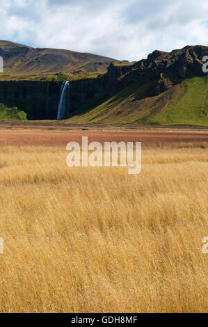 Islande : des champs de blé et la cascade de Seljalandsfoss, partie de river qui Seljalands origines dans le volcan Eyjafjallajokull glacier Banque D'Images