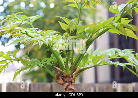 Japanese angelica-tree (Aralia elata) au Japon Banque D'Images