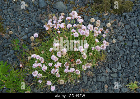 Islande : rose fleurs en croissance sur la masse de lave recouverte d'un tapis de mousse verte Banque D'Images