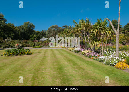 Palmiers et fleurs des jardins botaniques logan logan port scotland Dumfries & Galloway Banque D'Images