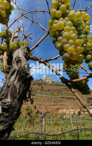 Senftenberg : la vigne, la vigne, la ruine du château Senftenberg, vignoble, l'Autriche, Niederösterreich, Autriche, Waldviertel Banque D'Images