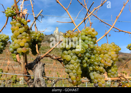 Senftenberg : la vigne, la vigne, la ruine du château Senftenberg, vignoble, l'Autriche, Niederösterreich, Autriche, Waldviertel Banque D'Images