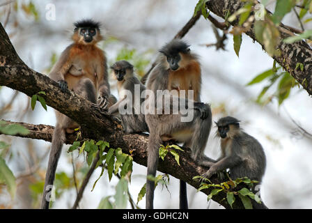 L'image de langur ( Trachypithecus pileatus plafonnés) a été prise dans le parc national de Manas, Assam, Inde Banque D'Images