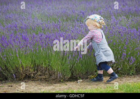 La jeune fille aime la lavande lors d'une journée portes ouvertes à la ferme de Lordington Lavender, Lordington, Chichester, West Sussex, Royaume-Uni en juillet Banque D'Images