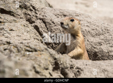 Les jeunes prairiedog ou cynomys venant hors de la terre Banque D'Images