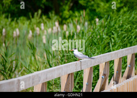 Hertfordshire, Royaume-Uni. 17 juillet, 2016. Les canetons d'été et la capture de poissons sauvages de Dougall sur un été à Hertfordshire, England Crédit : Andrea Edwards/Alamy Live News Banque D'Images