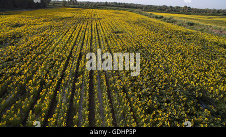 Kuqa Kuqa, CHN,. 16 juillet, 2016. Kuqa, Chine - 16 juillet 2016 : (usage éditorial uniquement. Chine OUT) Tournesols et Uygur des filles. Ils plantent le tournesol au lieu de coton pour devenir riche. © SIPA Asie/ZUMA/Alamy Fil Live News Banque D'Images