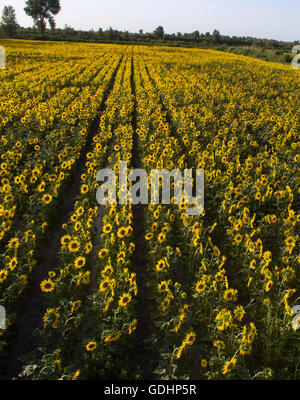 Kuqa Kuqa, CHN,. 16 juillet, 2016. Kuqa, Chine - 16 juillet 2016 : (usage éditorial uniquement. Chine OUT) Tournesols et Uygur des filles. Ils plantent le tournesol au lieu de coton pour devenir riche. © SIPA Asie/ZUMA/Alamy Fil Live News Banque D'Images