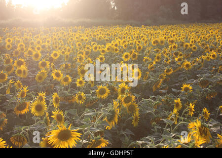 Kuqa Kuqa, CHN,. 16 juillet, 2016. Kuqa, Chine - 16 juillet 2016 : (usage éditorial uniquement. Chine OUT) Tournesols et Uygur des filles. Ils plantent le tournesol au lieu de coton pour devenir riche. © SIPA Asie/ZUMA/Alamy Fil Live News Banque D'Images