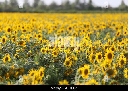 Kuqa Kuqa, CHN,. 16 juillet, 2016. Kuqa, Chine - 16 juillet 2016 : (usage éditorial uniquement. Chine OUT) Tournesols et Uygur des filles. Ils plantent le tournesol au lieu de coton pour devenir riche. © SIPA Asie/ZUMA/Alamy Fil Live News Banque D'Images